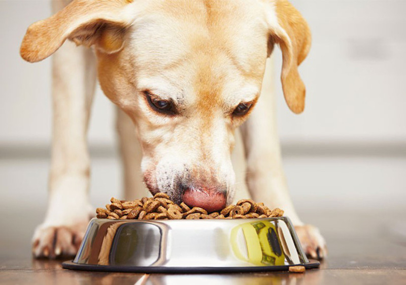 Phân loại thức ăn cho chó