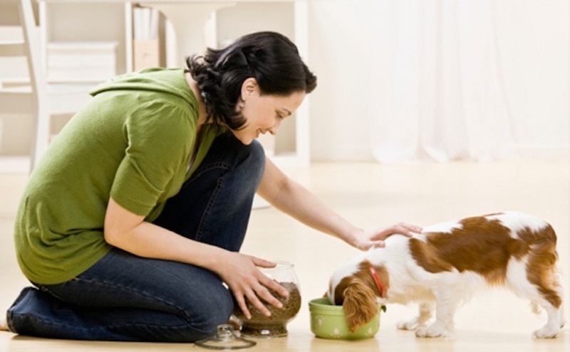 Tại sao nên sử dụng thức ăn riêng cho chó
