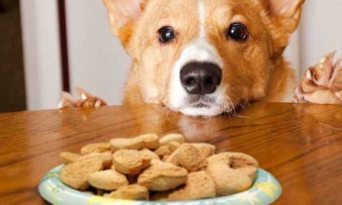 Top 5 loại thức ăn cho chó tốt 2022