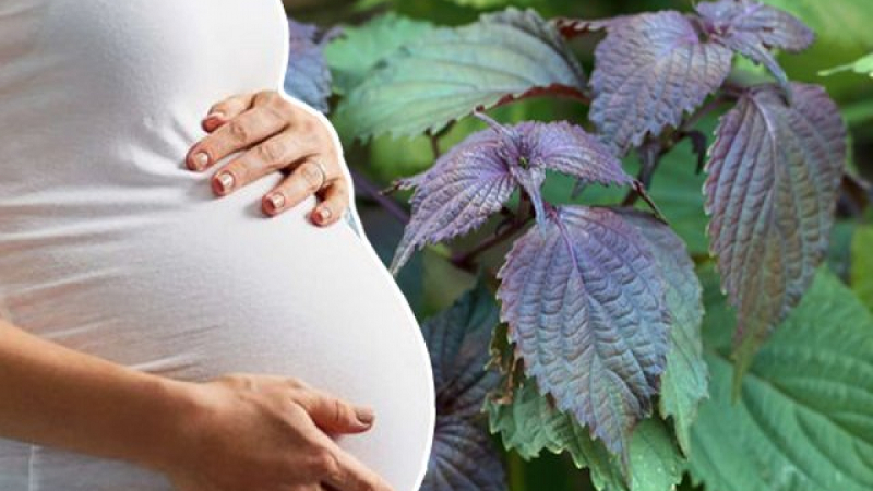 Lá tía tô có an toàn đối với sức khỏe của bé và mẹ bầu không Lá tía tô có an toàn đối với sức khỏe của bé và mẹ bầu không