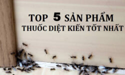 Top 5 thuốc diệt kiến tốt nhất 2022