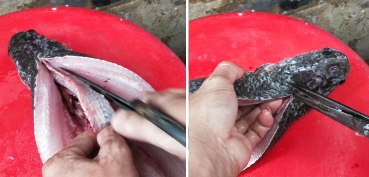 Rạch và cắt bỏ xương sống cá lóc