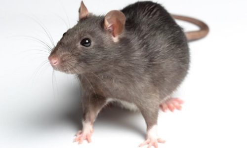 10 cách đuổi chuột ra khỏi nhà không gây độc hại