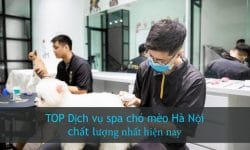 Top 8 dịch vụ Spa chó mèo Hà Nội đáng tin cậy