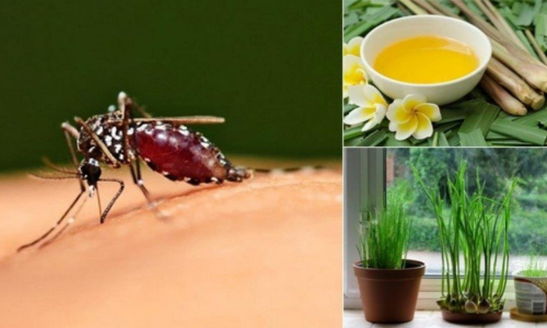 Các phương pháp đuổi và diệt muỗi hiệu quả, an toàn không độc hại