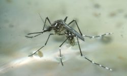 Muỗi vằn gây bệnh gì nguy hiểm đến trẻ nhỏ vào mùa mưa