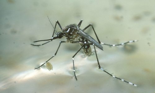 Muỗi vằn gây bệnh gì nguy hiểm đến trẻ nhỏ vào mùa mưa