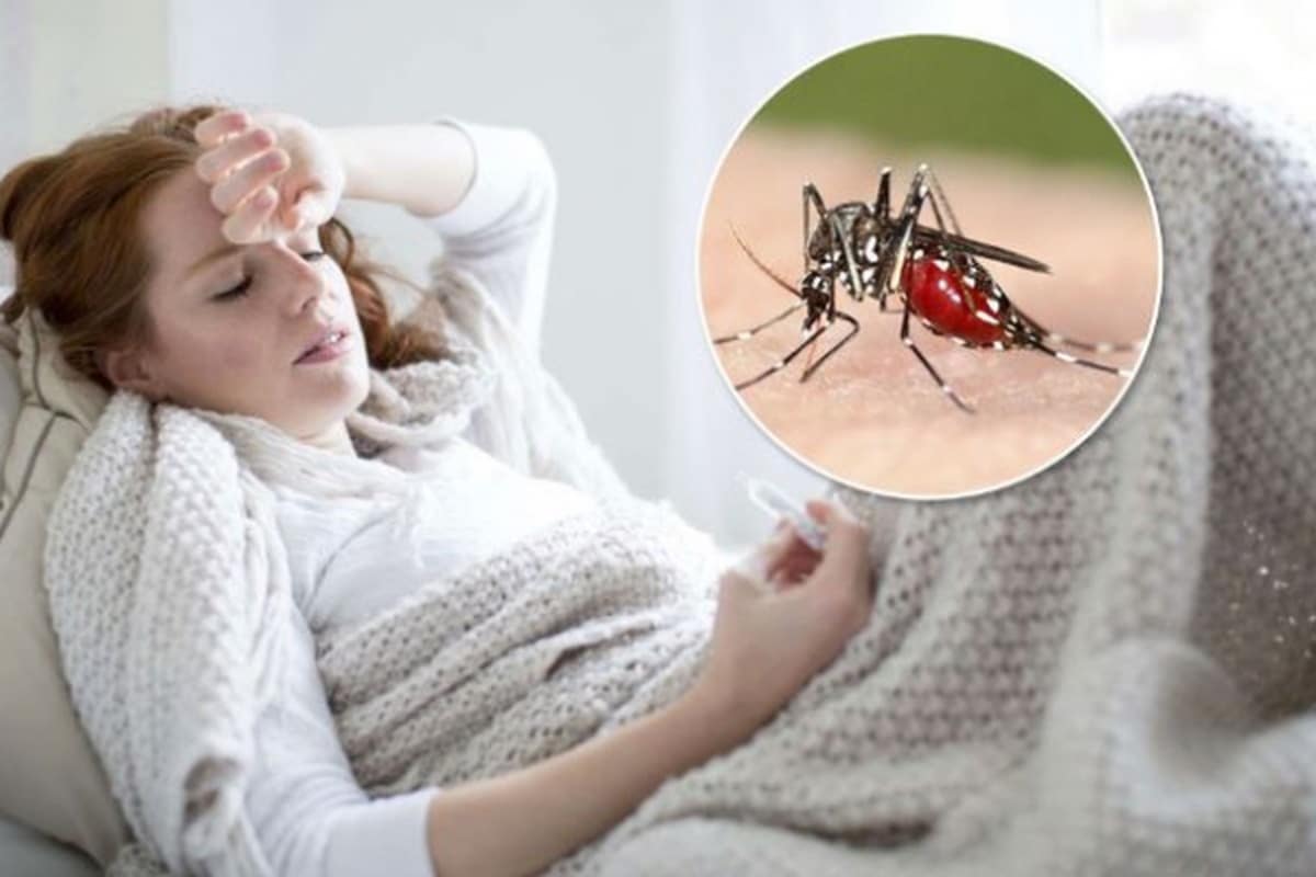 Muỗi vằn gây bệnh sốt rét