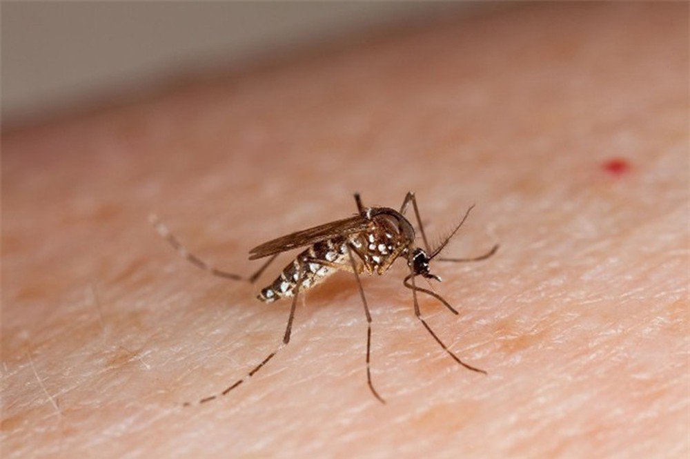 Muỗi vằn gây ra những bệnh gì cho trẻ nhỏ